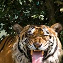 slides/IMG_4227.jpg wildlife, feline, big cat, cat, predator, fur, marking, bengal, tiger, tongue, indian WBCW23 - Bengal Tiger
